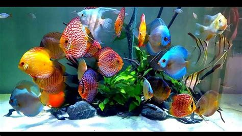 18 Most Beautiful Freshwater Aquarium Fish (With Pictures).